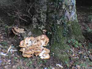 funghi