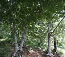 bosco-castagnareto-1