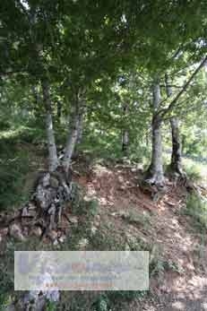 bosco-castagnareto-1