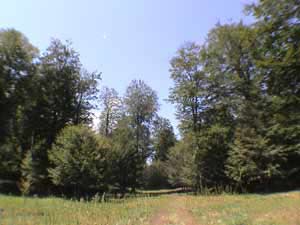 bosco-muro-lucano