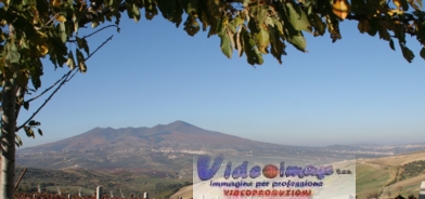 vulture_da_gin_viti