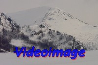 pollino innevato