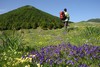monti e viole