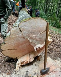 Rotonda taglio albero